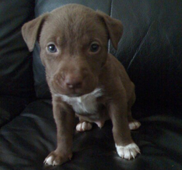 Brown Pit Bull Puppy