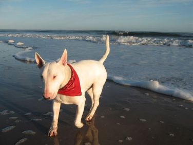 Bull Terrier, Owner: Flickr Member toucanmacaw (Used According to CC Licence)