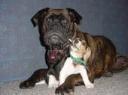 Moana, Bullmastiff with sister Jade, a Beagle, Owner: Michael H.