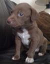 Pit Bull Puppy, Owner: Willy