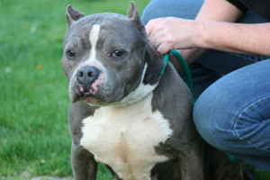 Gina, A Blue Pit Bull From Philadelphia