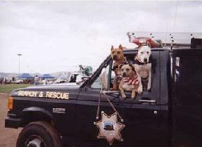 Search and Rescue Pit Bulls