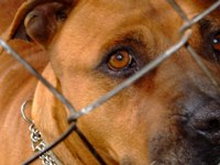 Many Pit Bulls Die in Shelters Waiting For Homes