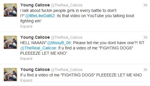 is calicoe dog fighting?