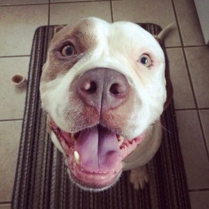 rent to tenants with pit bulls